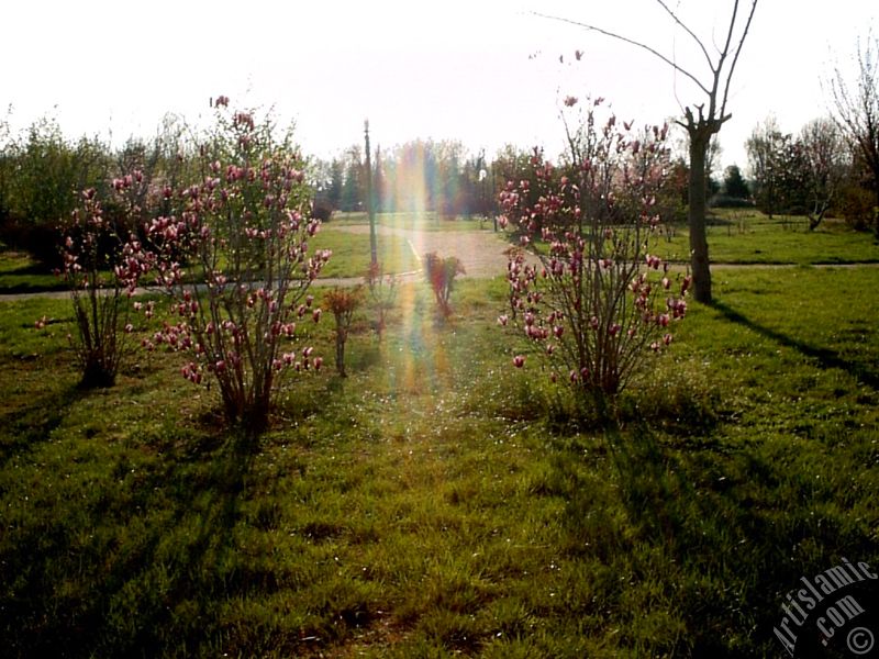 View of Botanical Park in Bursa city of Turkey.
