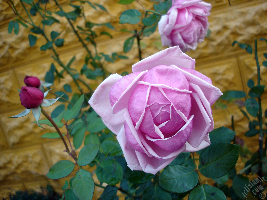 Pink rose photo.
