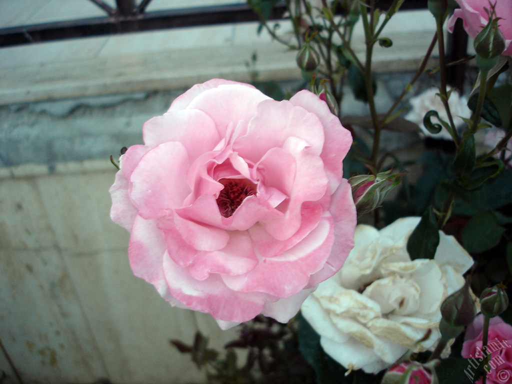 Pink rose photo.
