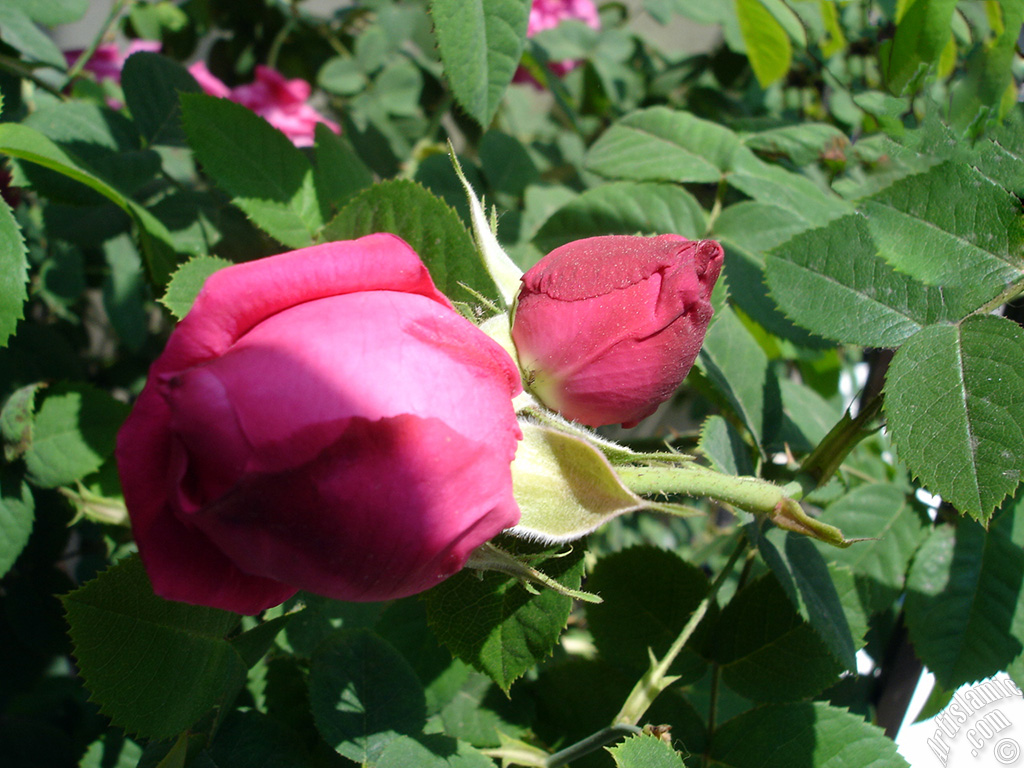 Pink rose photo.
