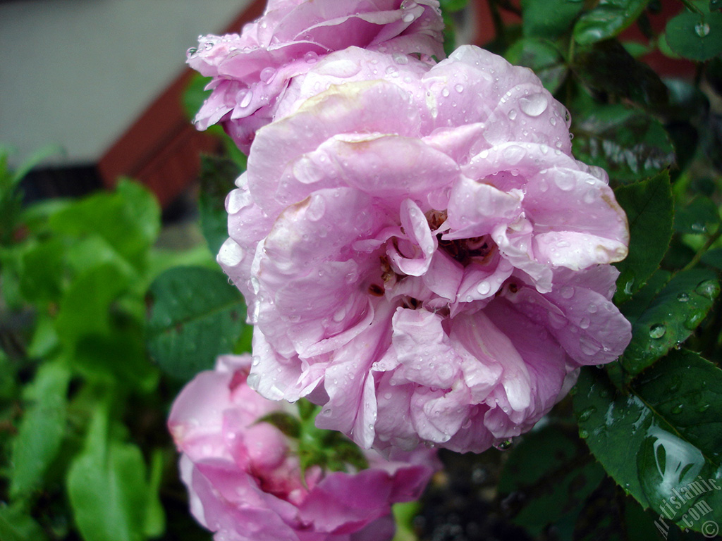 Pink rose photo.
