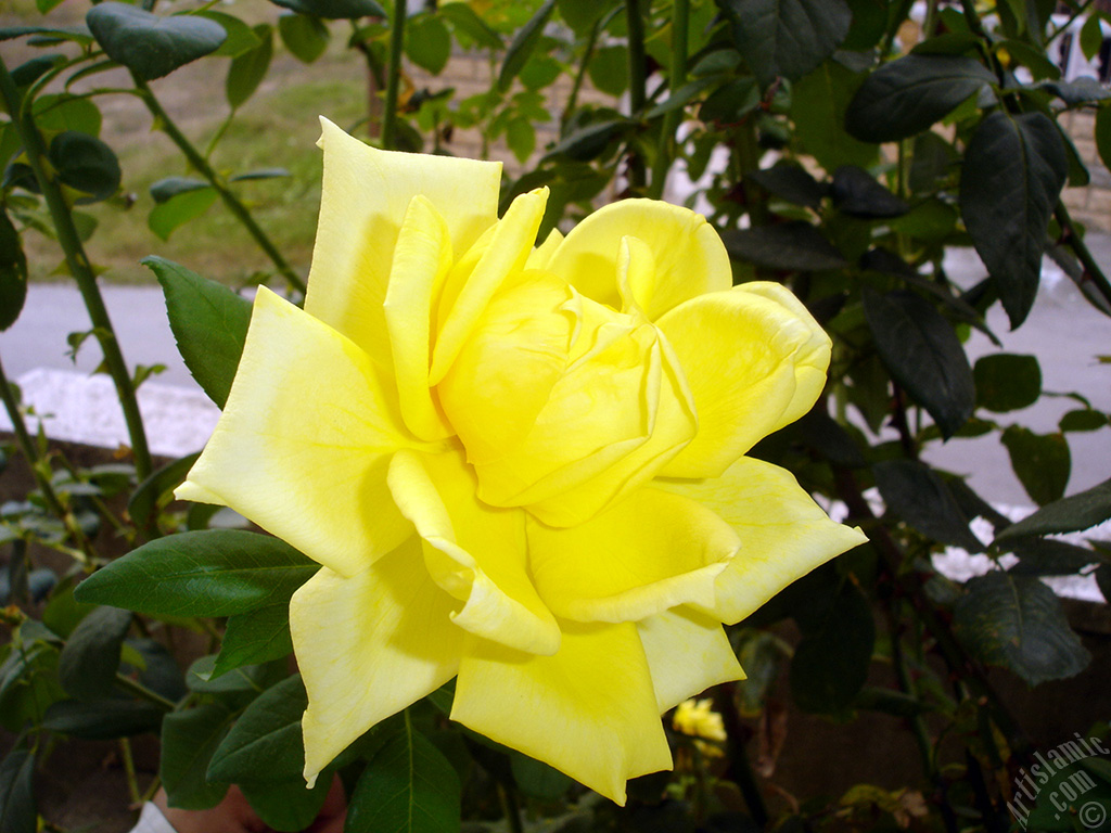 Yellow rose photo.
