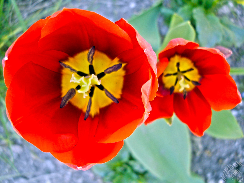 Red Turkish-Ottoman Tulip photo.
