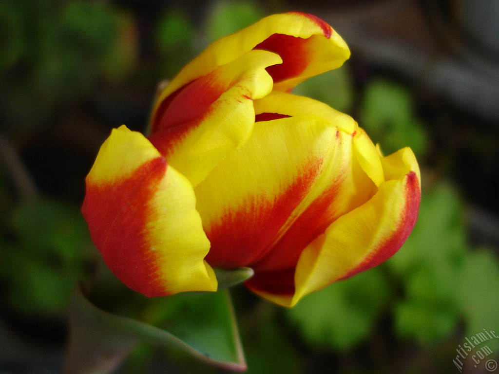 Red-yellow color Turkish-Ottoman Tulip photo.
