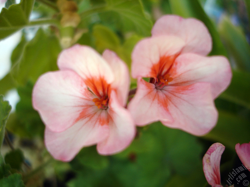 Pink and red color Pelargonia -Geranium- flower.
