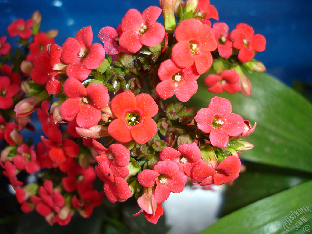 Kalanchoe plant`s flower.
