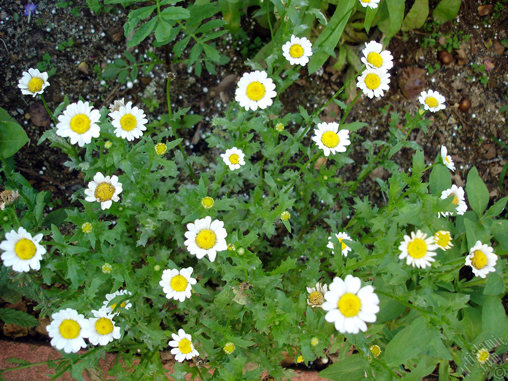 Field Daisy -Ox Eye, Love-Me-Love-Me-Not, Marguerite, Moon Daisy- flower.
