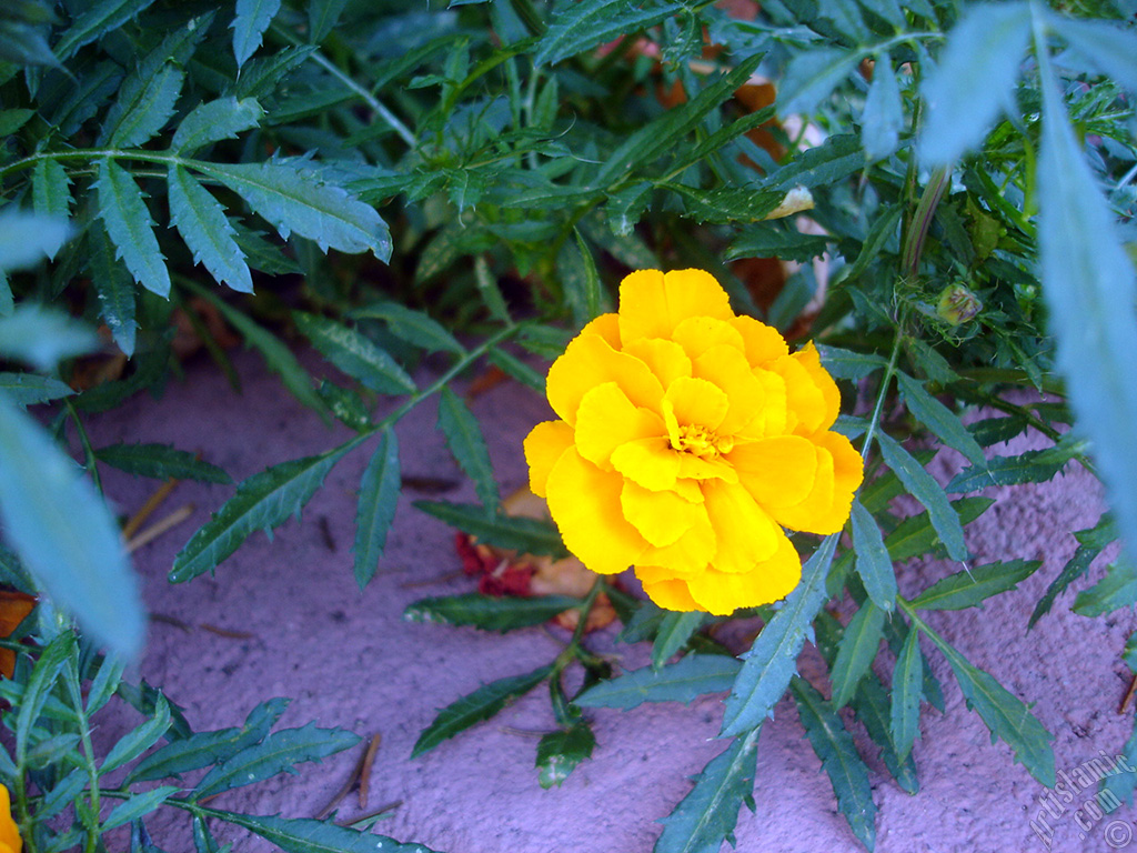 Marigold flower.
