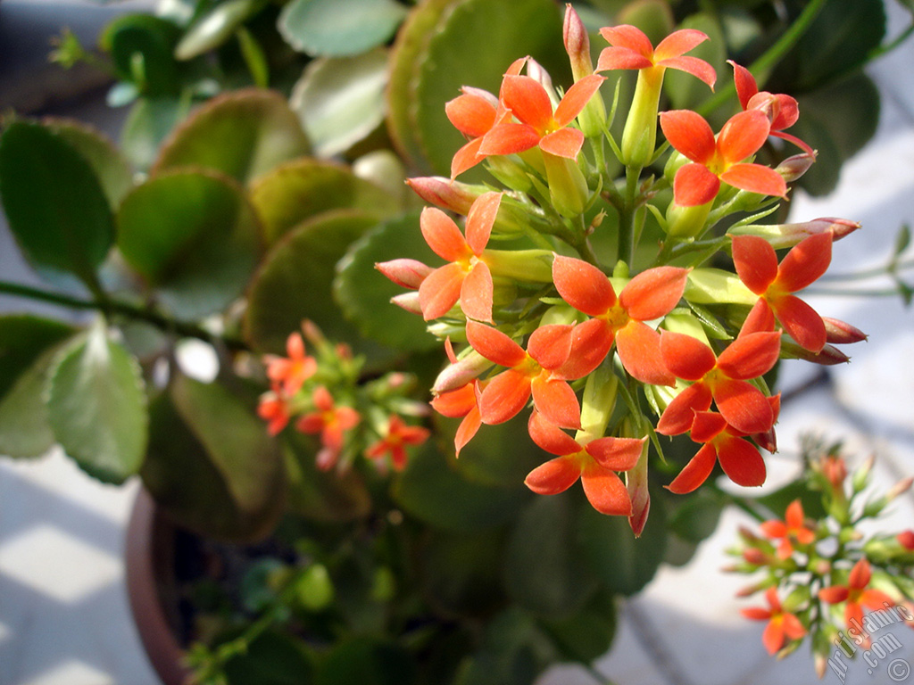 Kalanchoe plant`s flower.
