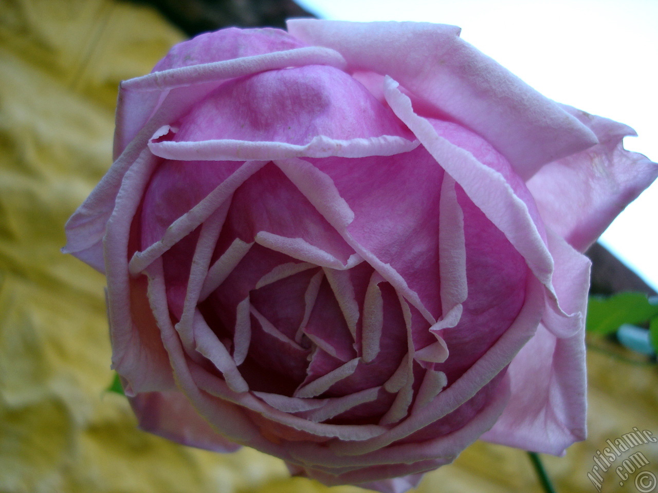 Pink rose photo.
