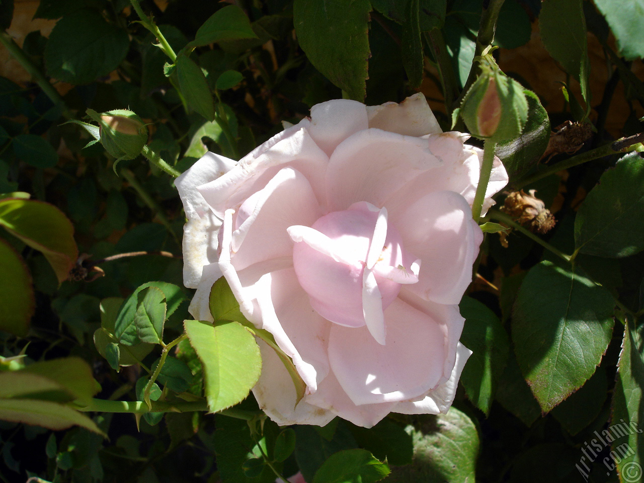 Pink rose photo.
