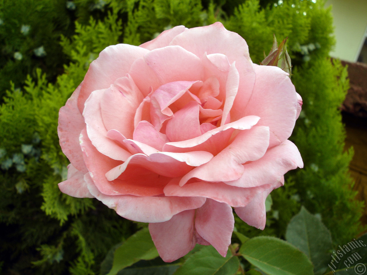 Pink rose photo.
