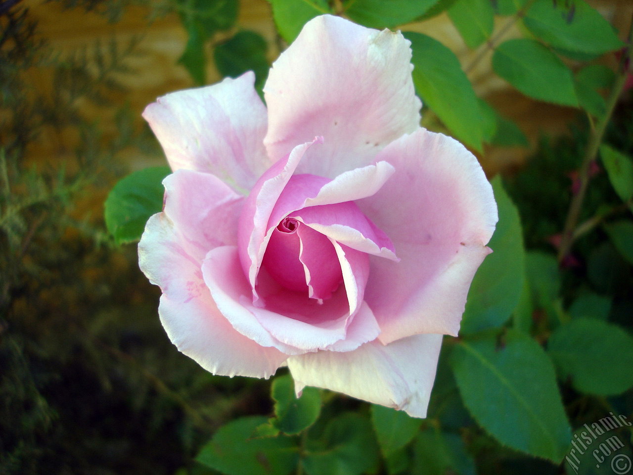 Pink rose photo.
