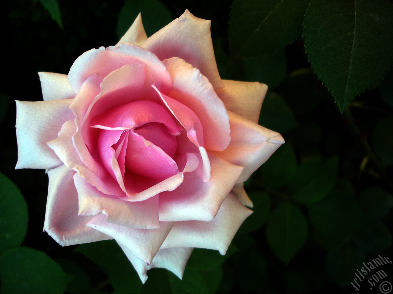 Pink rose photo.
