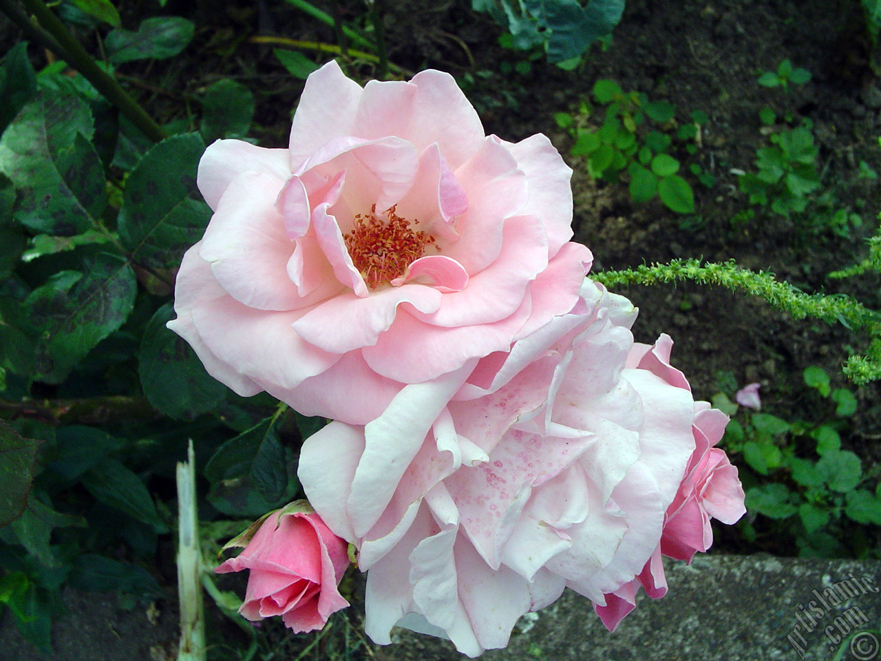 Pink rose photo.
