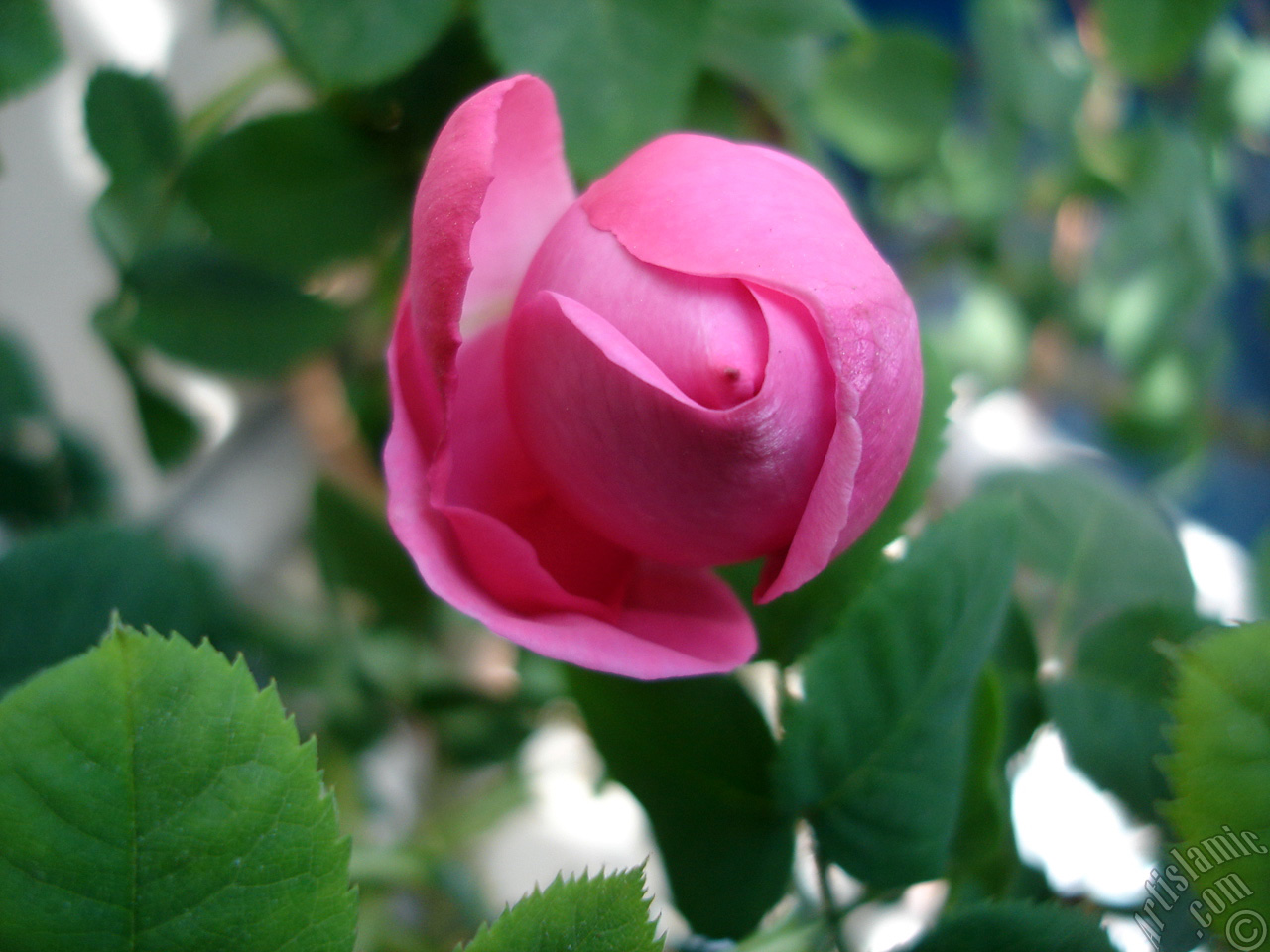 Pink rose photo.
