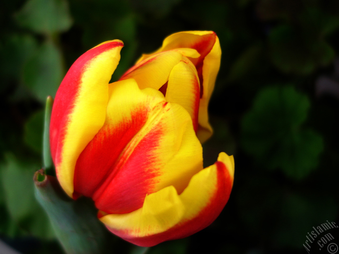 Red-yellow color Turkish-Ottoman Tulip photo.
