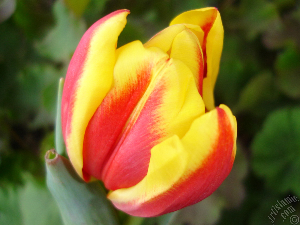 Red-yellow color Turkish-Ottoman Tulip photo.
