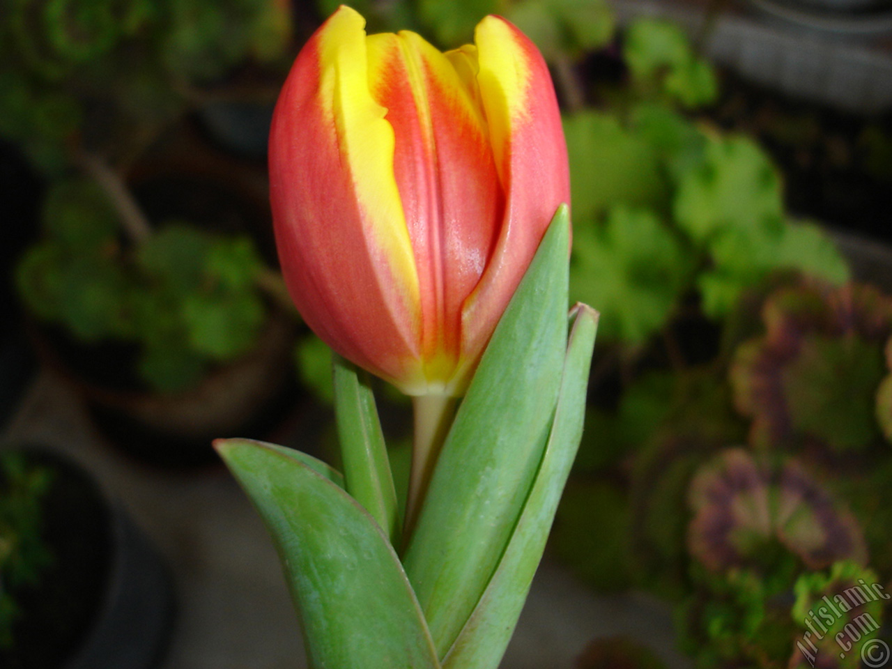 Red-yellow color Turkish-Ottoman Tulip photo.
