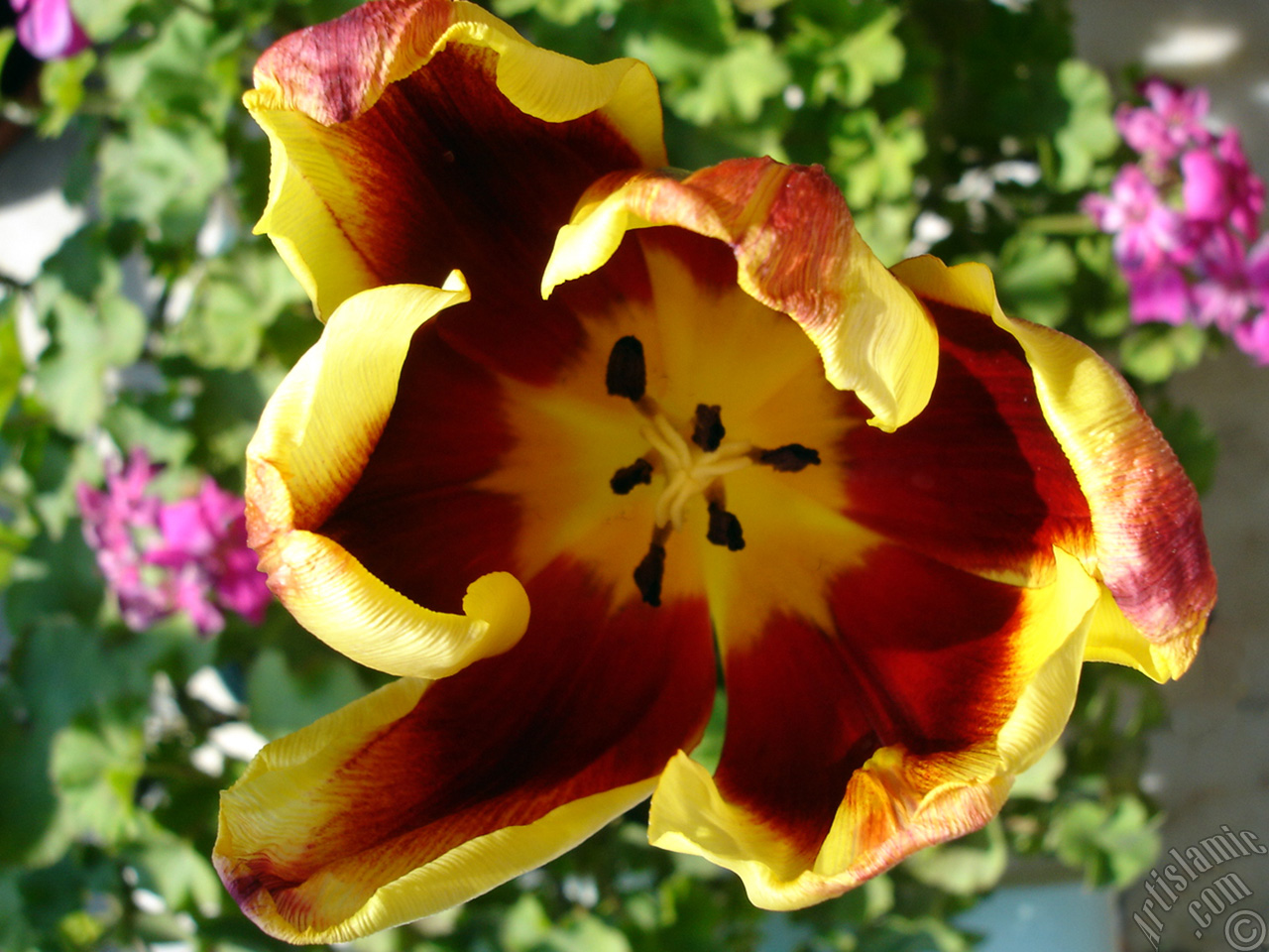 Red-yellow color Turkish-Ottoman Tulip photo.
