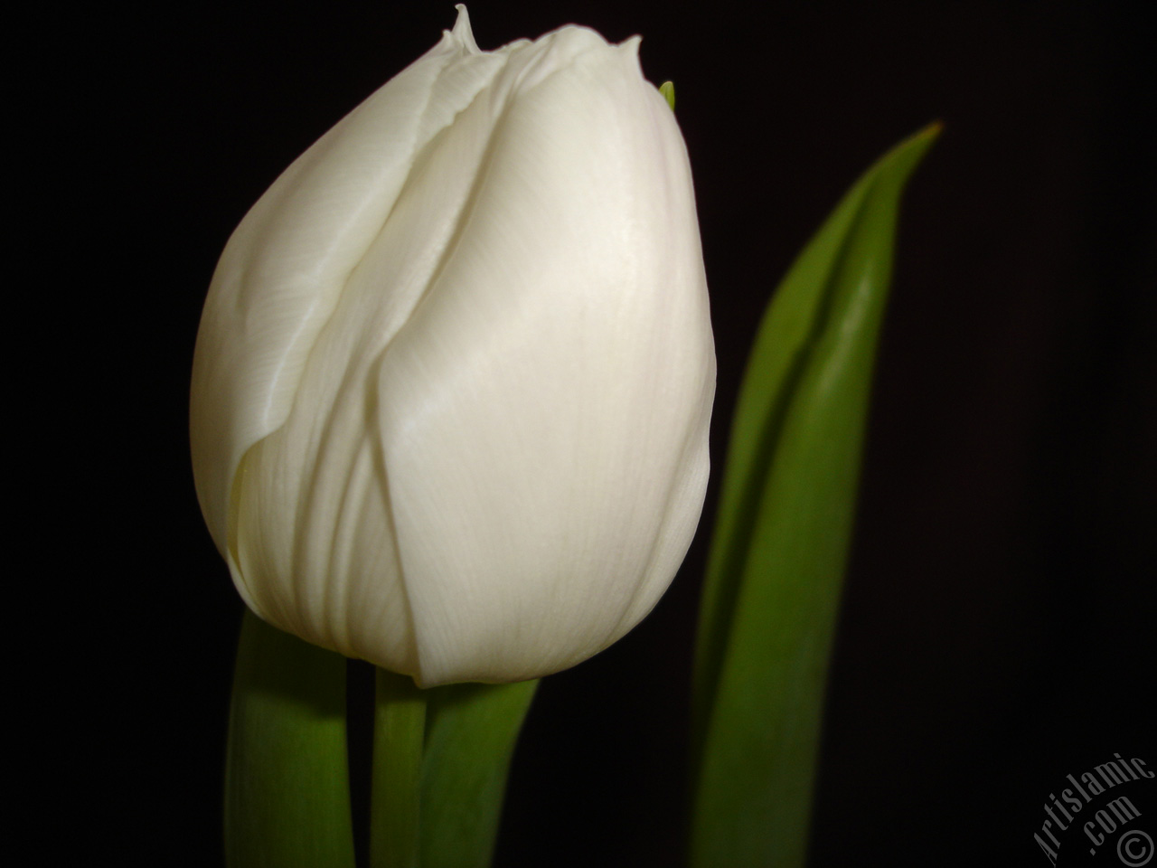 White color Turkish-Ottoman Tulip photo.
