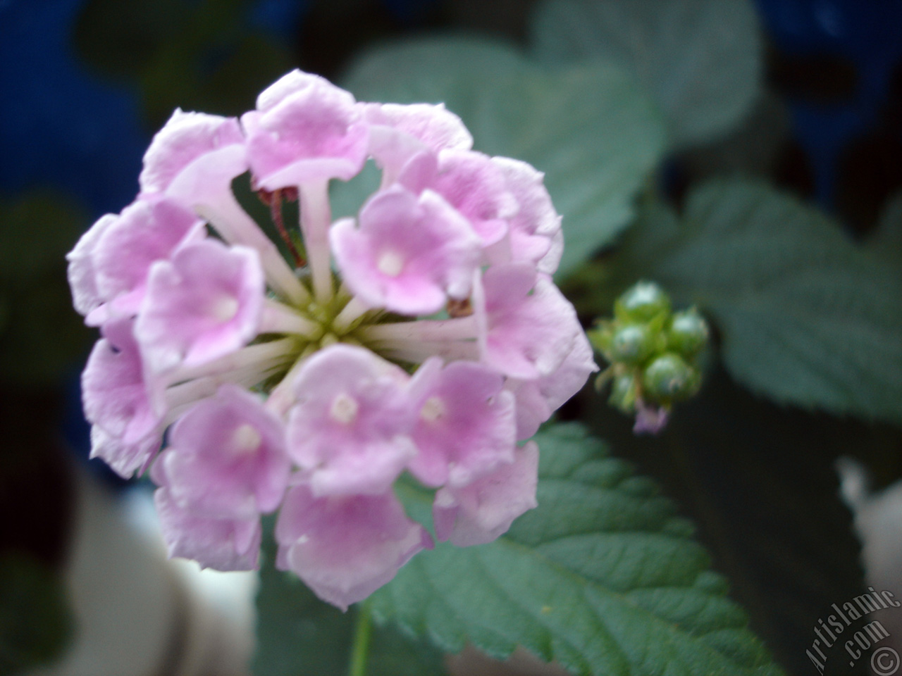 Lantana camara -bush lantana- flower.
