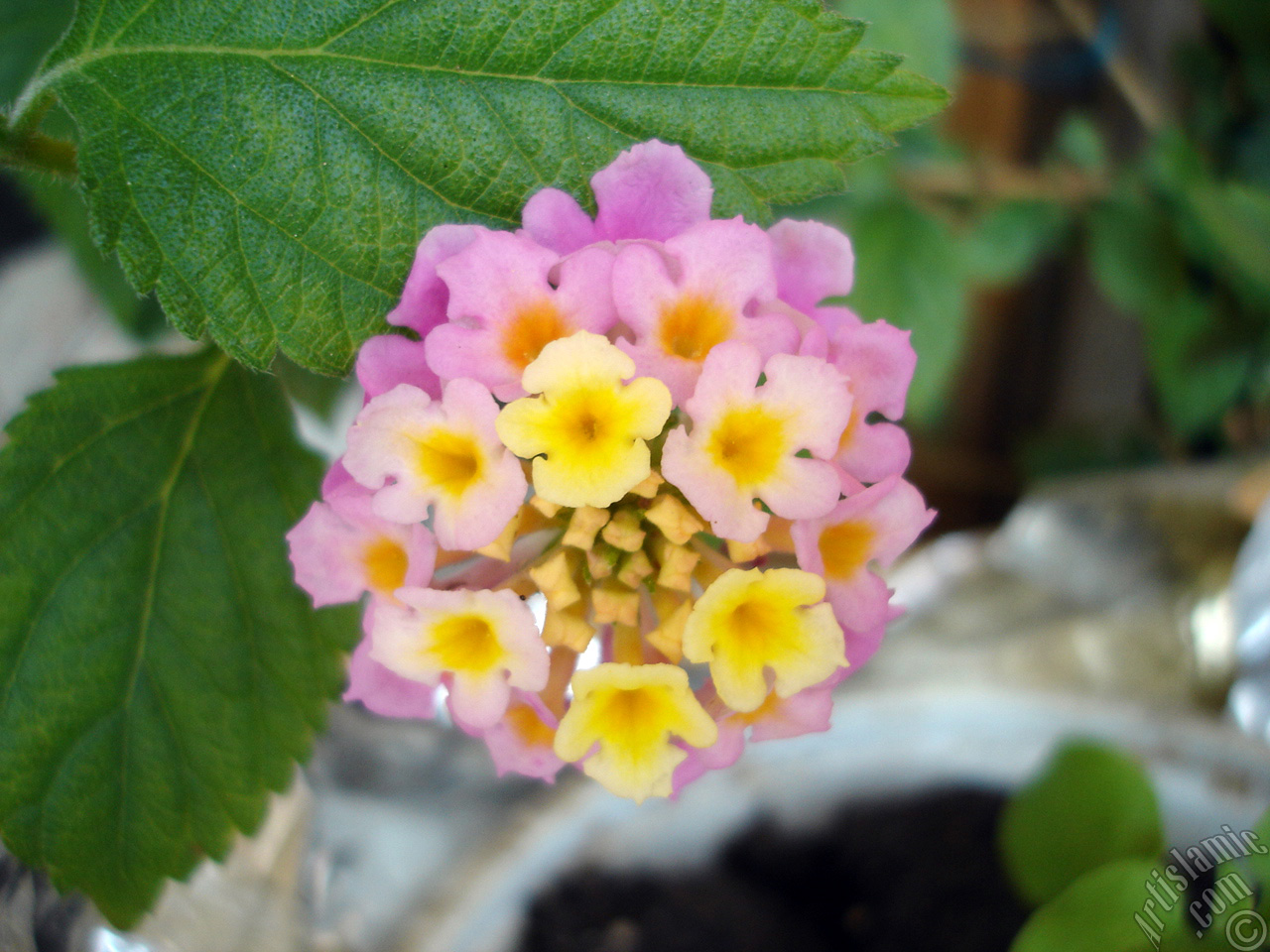 Lantana camara -bush lantana- flower.
