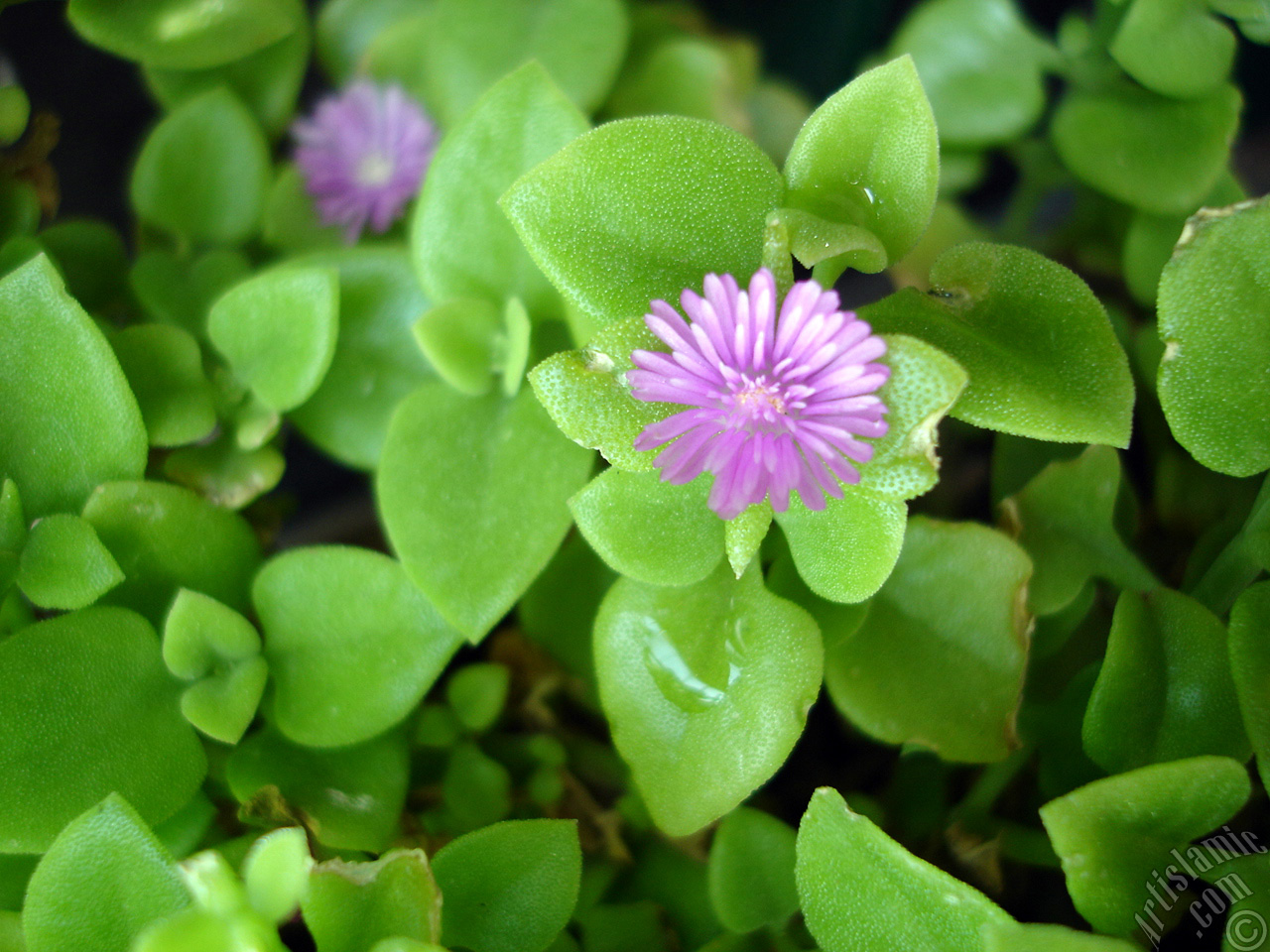 Heartleaf Iceplant -Baby Sun Rose, Rock rose- with pink flowers.
