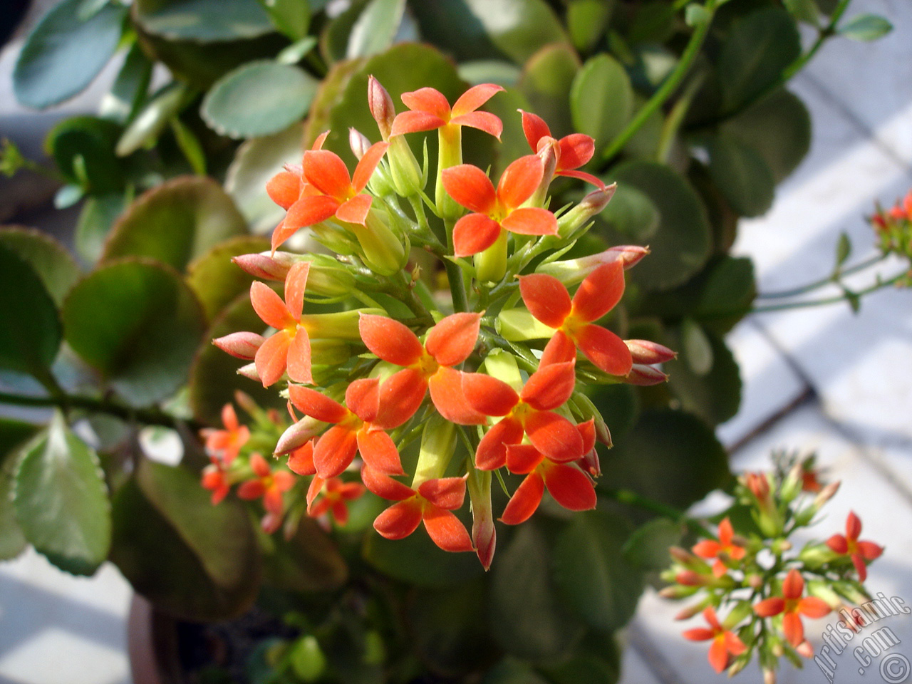 Kalanchoe plant`s flower.
