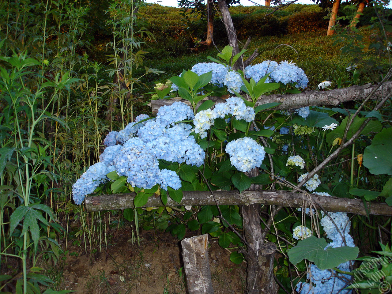 Light blue color Hydrangea -Hortensia- flower.
