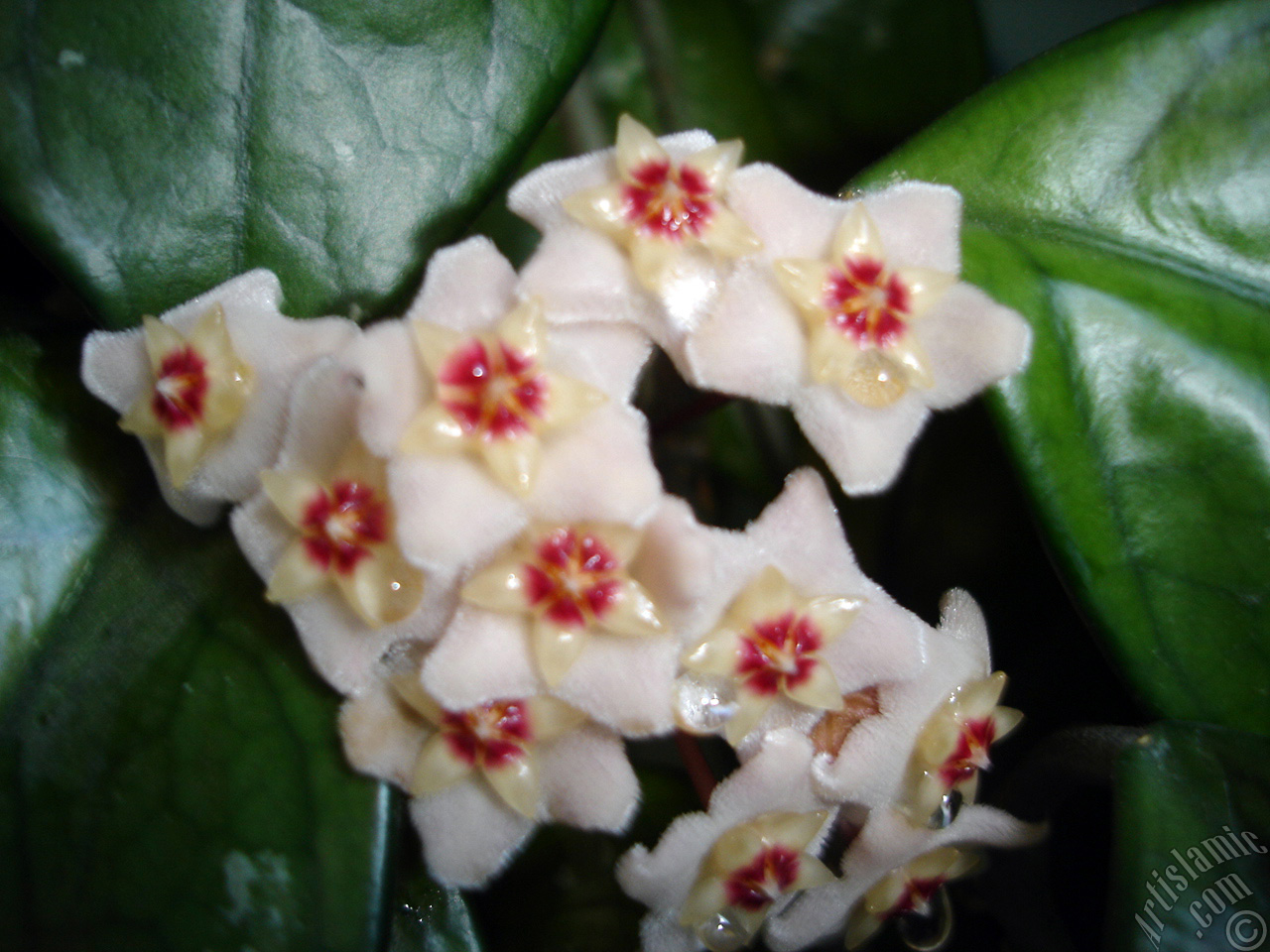 Wax Plant flower.
