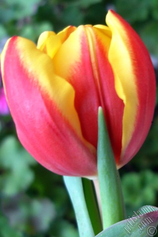 A mobile wallpaper and MMS picture for Apple iPhone 7s, 6s, 5s, 4s, Plus, iPods, iPads, New iPads, Samsung Galaxy S Series and Notes, Sony Ericsson Xperia, LG Mobile Phones, Tablets and Devices: Red-yellow color Turkish-Ottoman Tulip photo.
