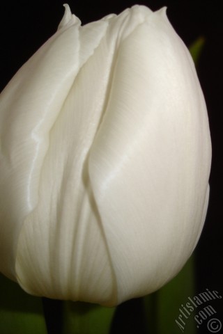 A mobile wallpaper and MMS picture for Apple iPhone 7s, 6s, 5s, 4s, Plus, iPods, iPads, New iPads, Samsung Galaxy S Series and Notes, Sony Ericsson Xperia, LG Mobile Phones, Tablets and Devices: White color Turkish-Ottoman Tulip photo.
