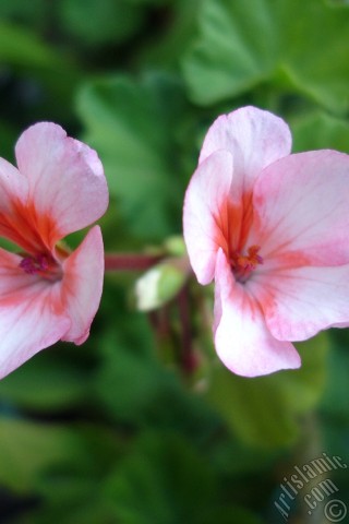 A mobile wallpaper and MMS picture for Apple iPhone 7s, 6s, 5s, 4s, Plus, iPods, iPads, New iPads, Samsung Galaxy S Series and Notes, Sony Ericsson Xperia, LG Mobile Phones, Tablets and Devices: Pink and red color Pelargonia -Geranium- flower.
