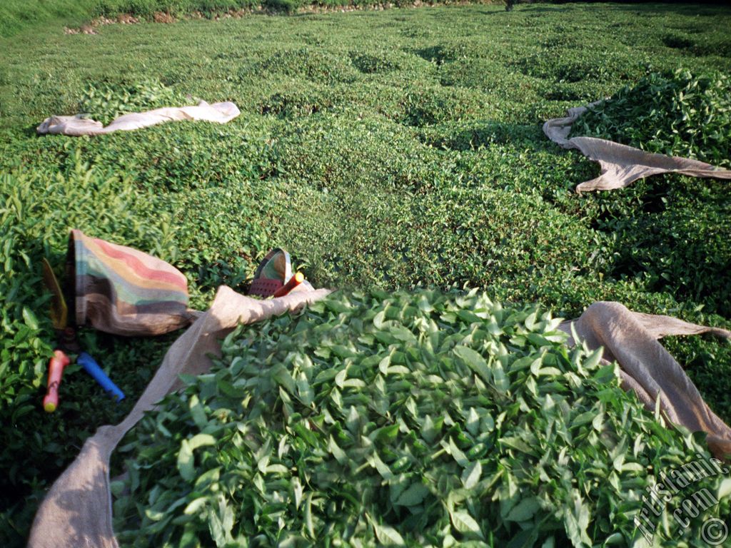 View of a field of tea and newly harvested tea leafs ready to be delivered to the tea factory in a village of `OF district` in Trabzon city of Turkey.
