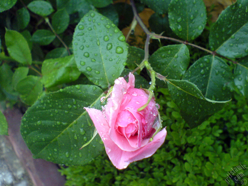 Pink rose photo.
