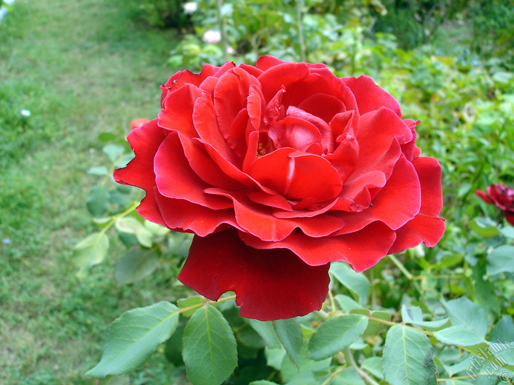 Red rose photo.
