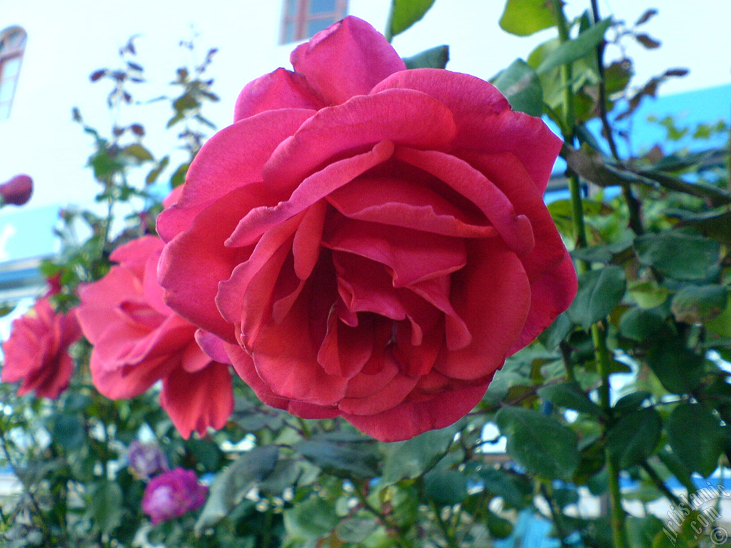 Red rose photo.
