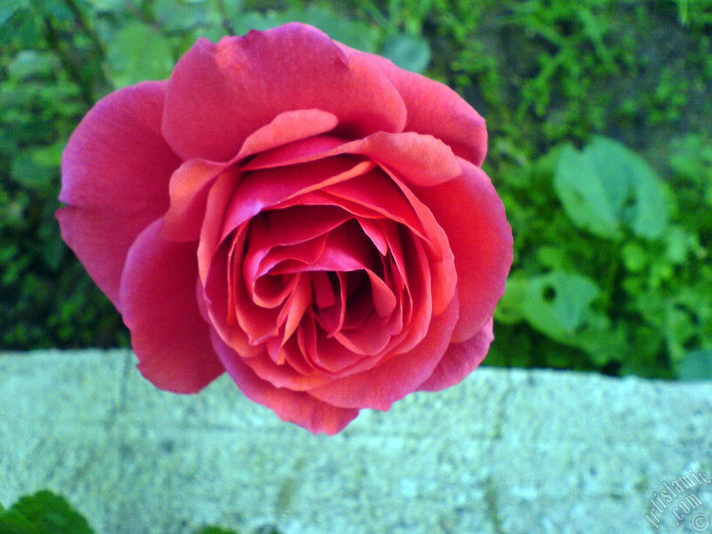 Red rose photo.
