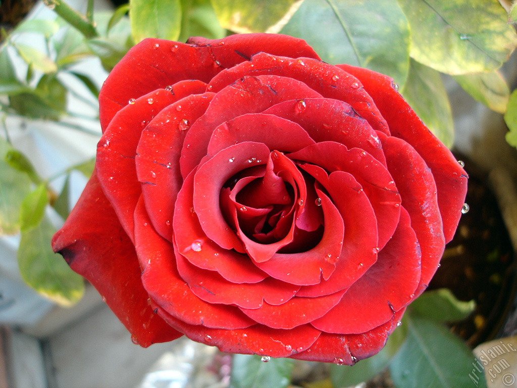 Red rose photo.
