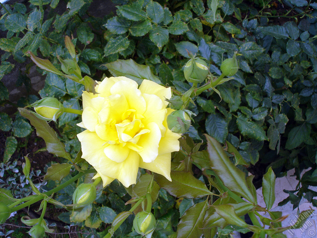 Yellow rose photo.
