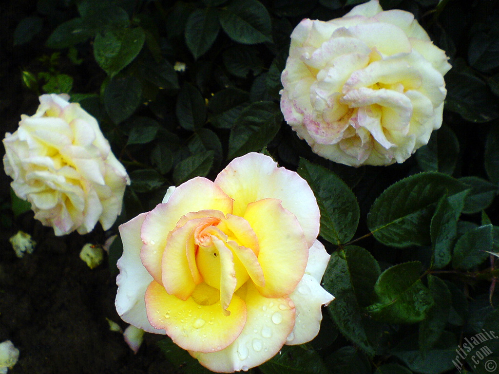 Yellow rose photo.
