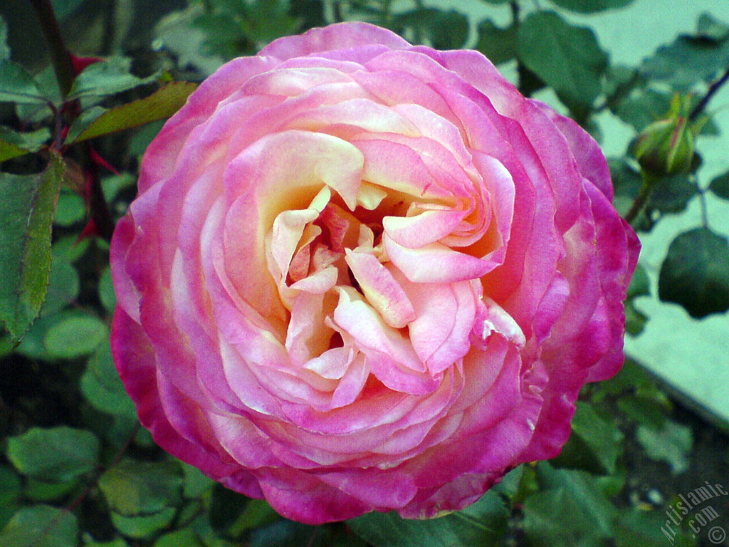 Variegated (mottled) rose photo.
