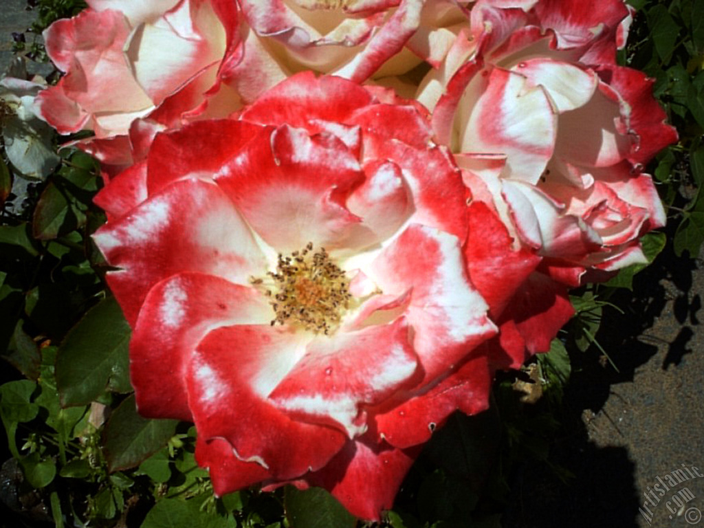 Variegated (mottled) rose photo.
