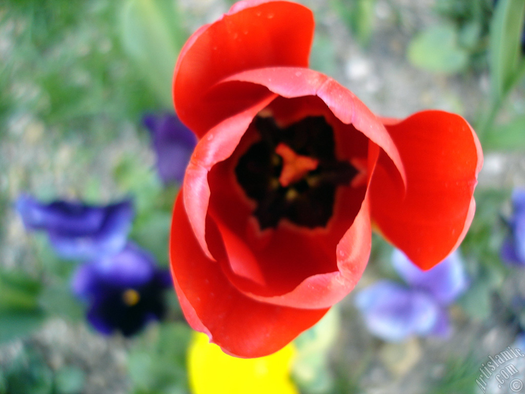 Red Turkish-Ottoman Tulip photo.
