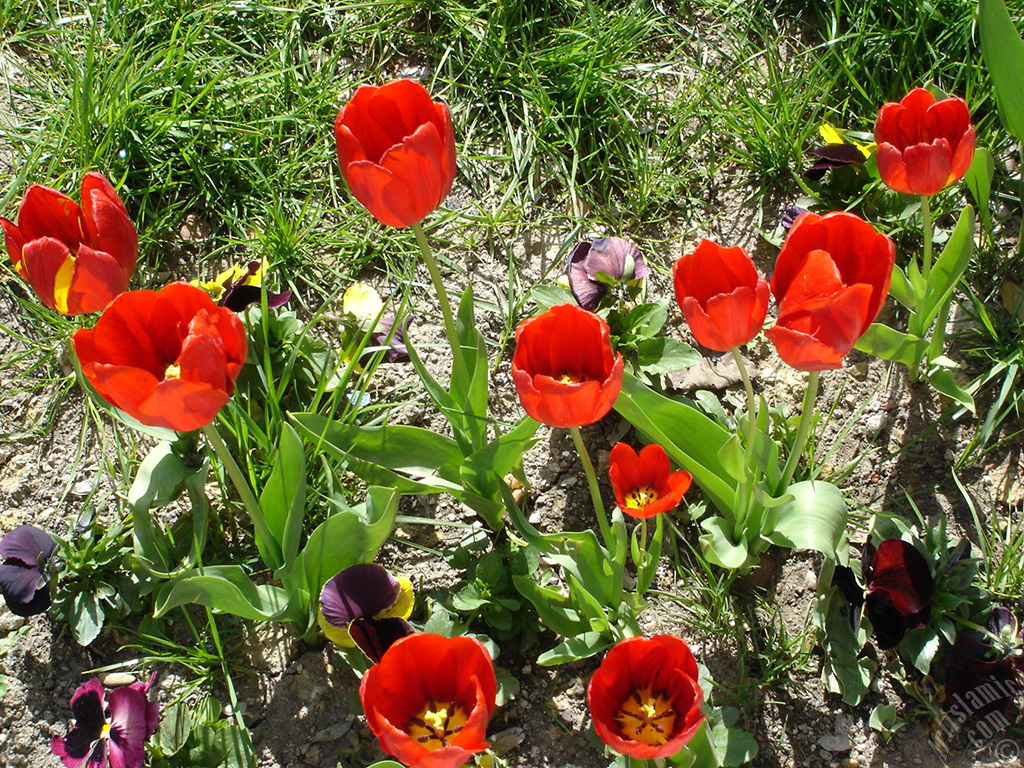 Red Turkish-Ottoman Tulip photo.
