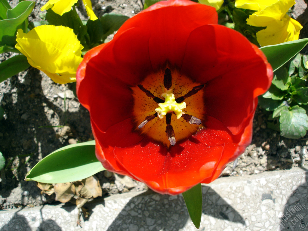 Red Turkish-Ottoman Tulip photo.
