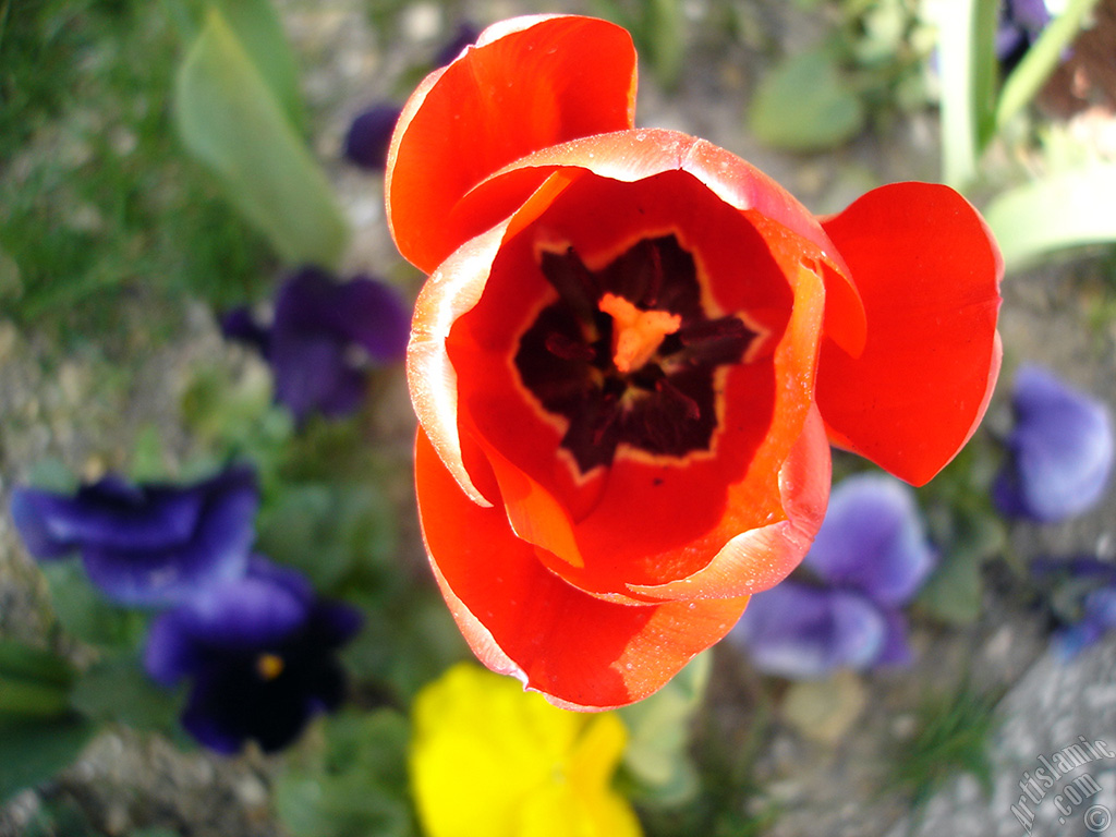 Red Turkish-Ottoman Tulip photo.
