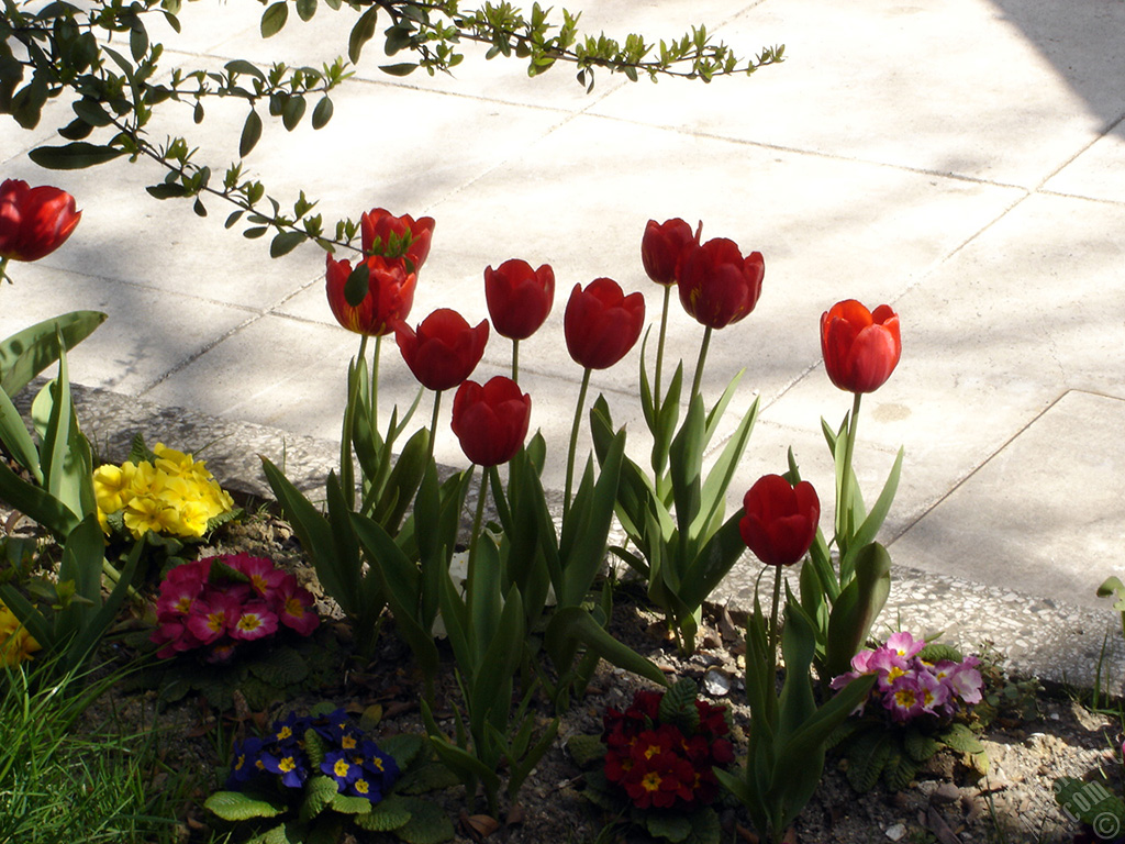 Red Turkish-Ottoman Tulip photo.
