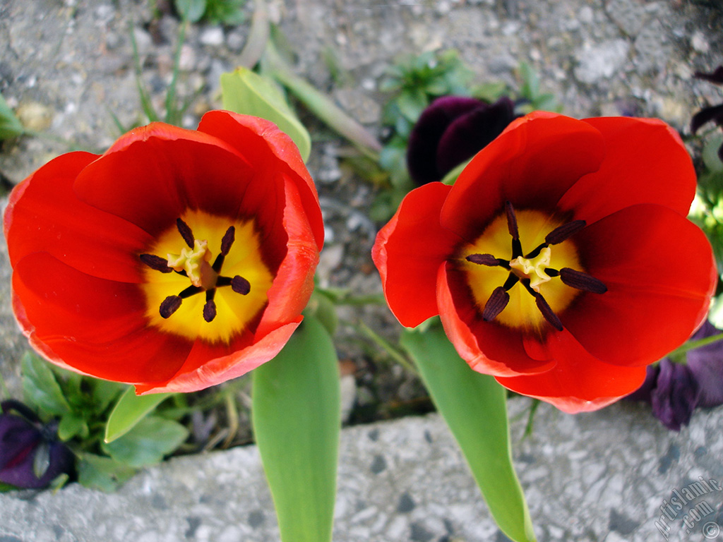 Red Turkish-Ottoman Tulip photo.
